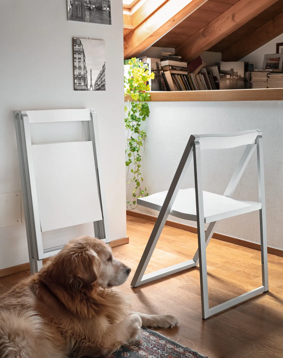 Sedie pieghevoli Skip Connubia bianche, una appesa al muro e una aperta, con un cane sul tappeto