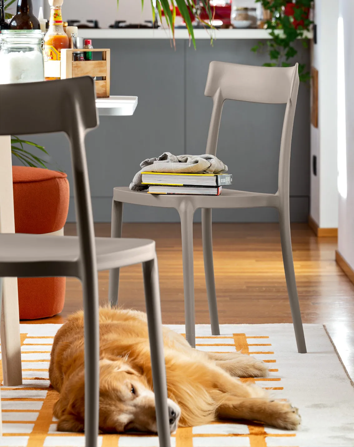 Sedie Argo Connubia tortora in una cucina con parquet e un cane sdraiato sul tappeto