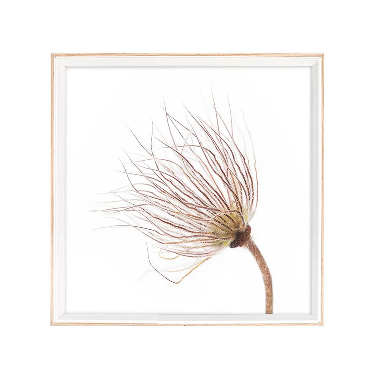 Quadro Flowers-B Tomasucci con soffione