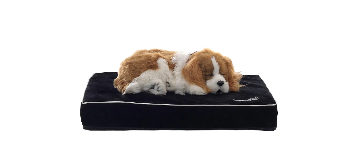 Materassino nero della cuccia Magnipet Bed Magniflex con un cucciolo sopra